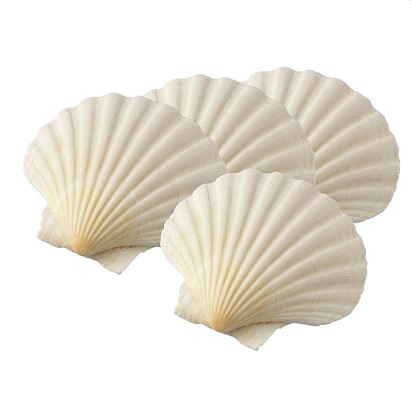 4" Natural Baking Shells Set/4